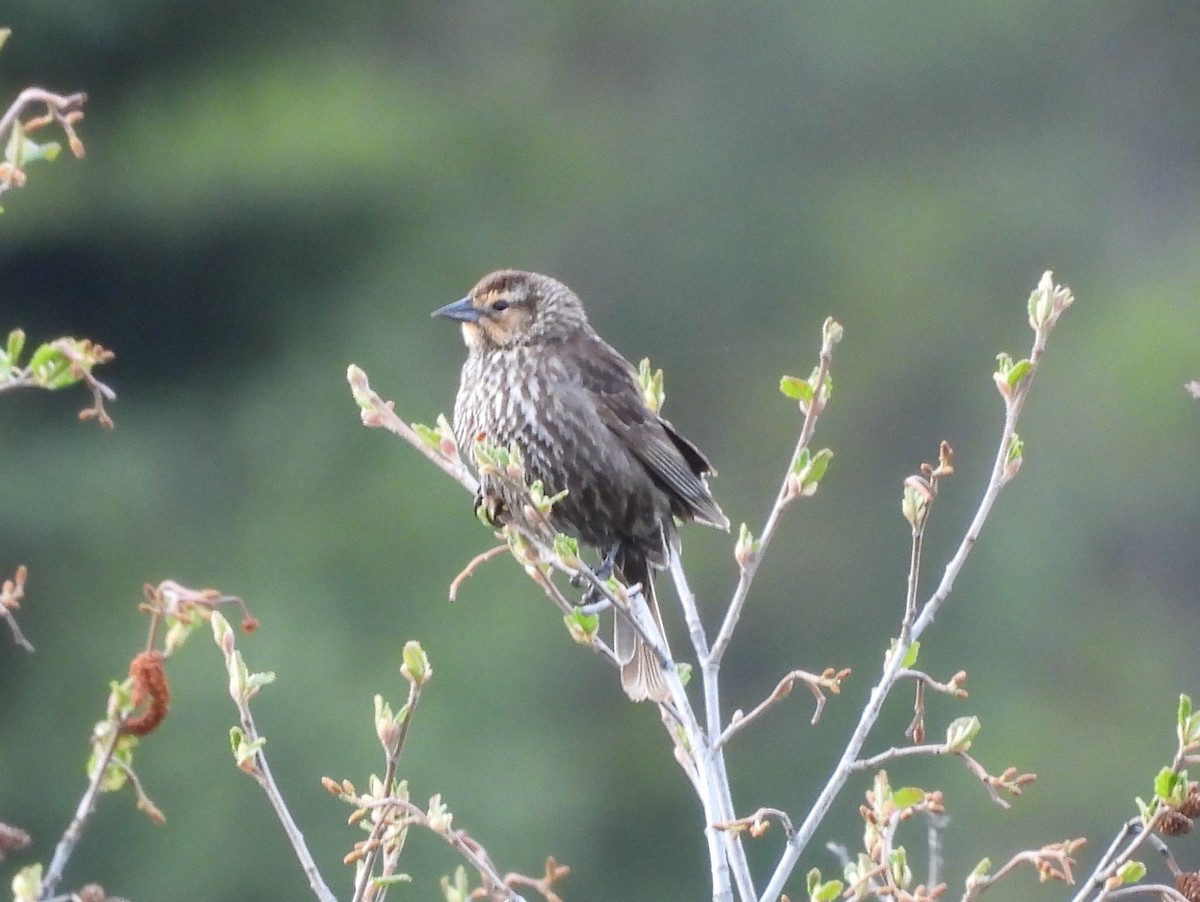 Red-winged Blackbird - ML456263821