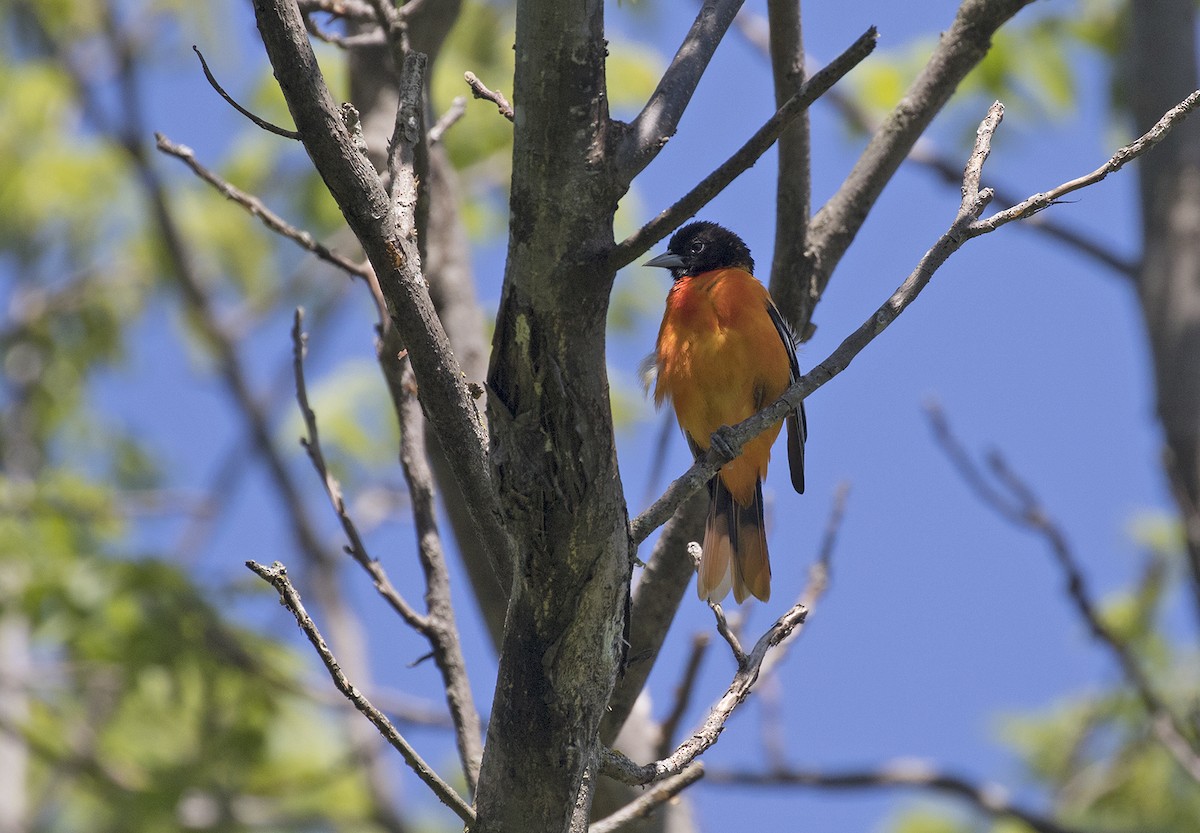 Oriole de Baltimore - ML456263941