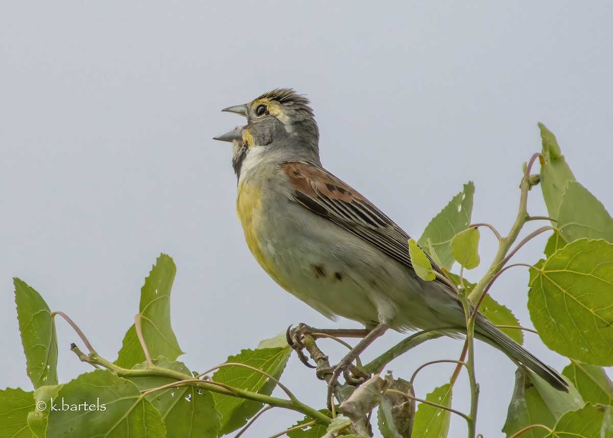 Dickcissel - ML456263991