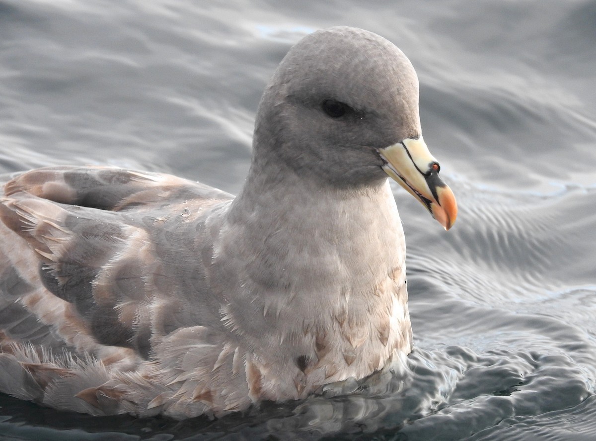 Northern Fulmar - ML45626401