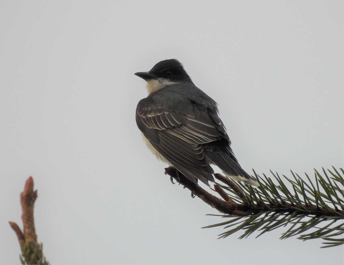 Eastern Kingbird - ML456264011