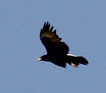 Verreaux's Eagle - ML45626581