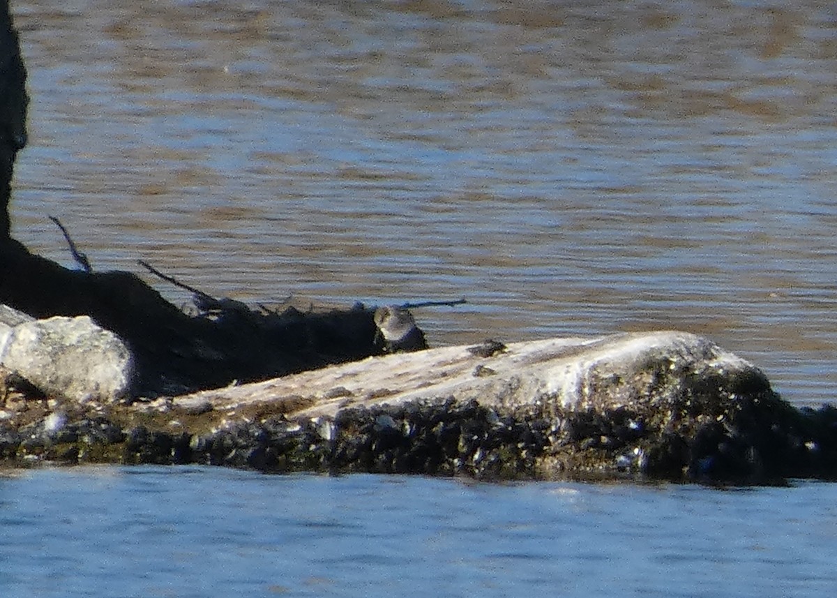 Bergstrandläufer - ML456265961