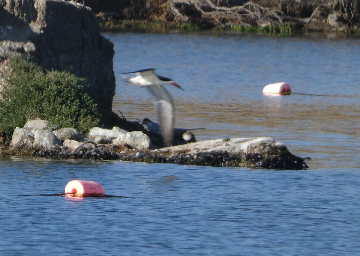 Bergstrandläufer - ML456266001