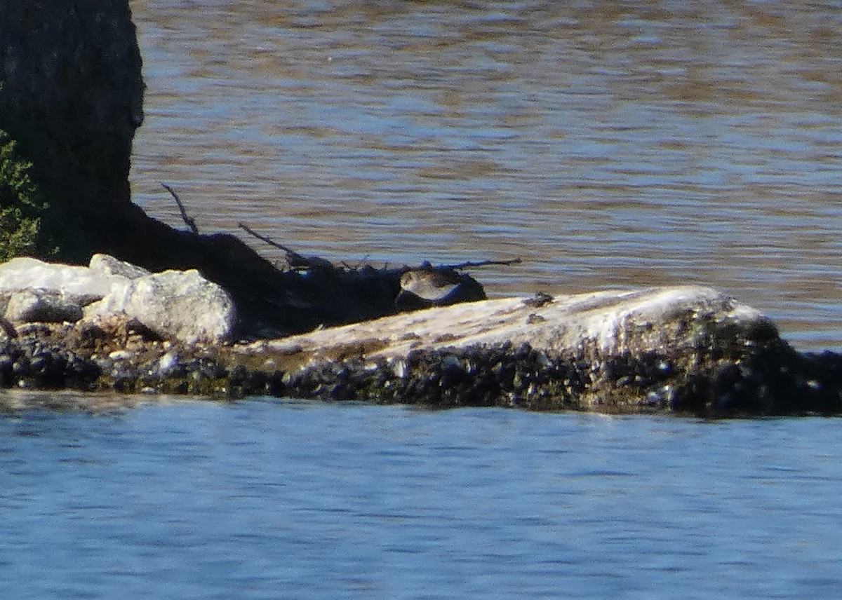 Western Sandpiper - ML456266021