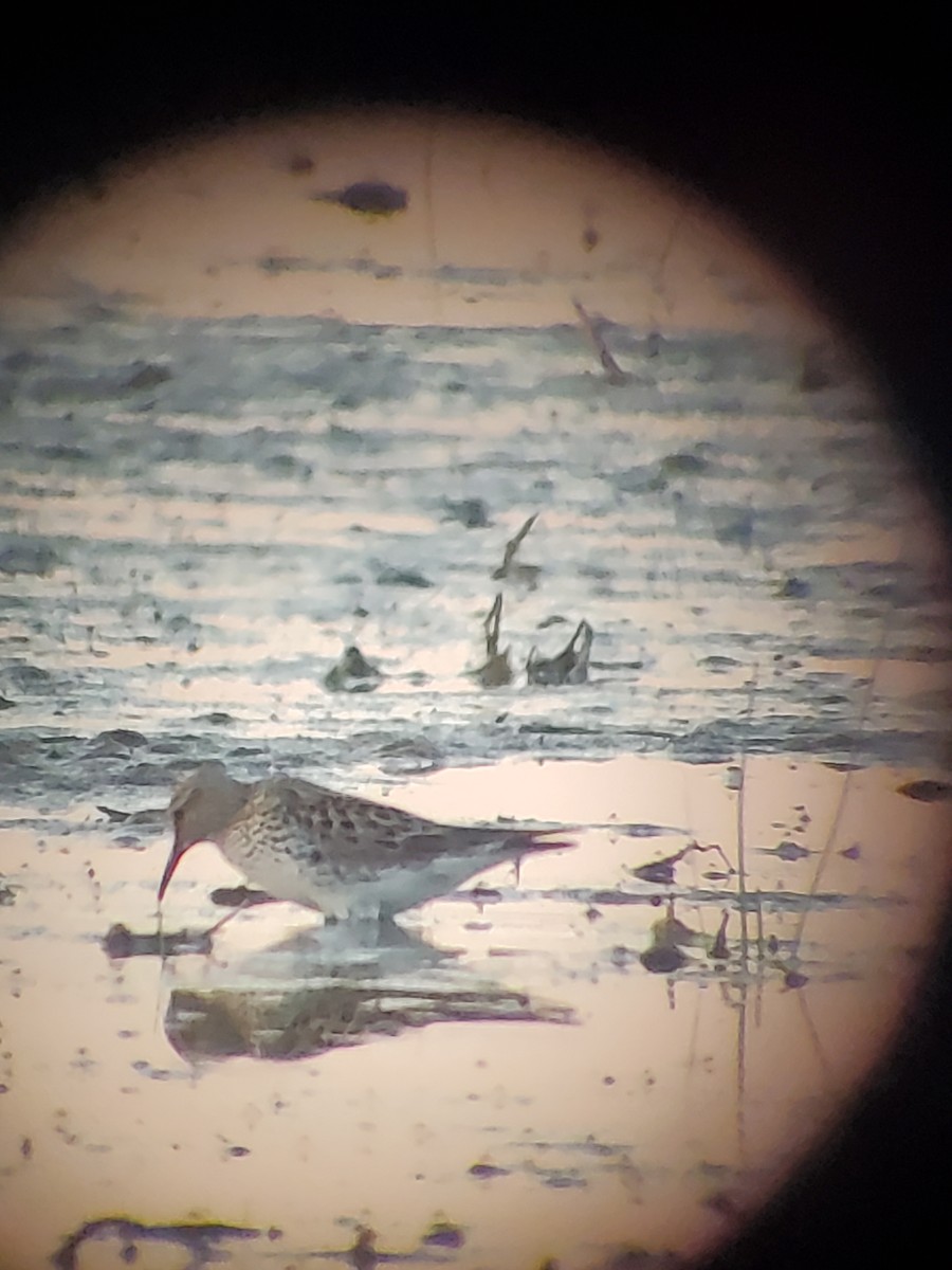 White-rumped Sandpiper - Jeff Timmons