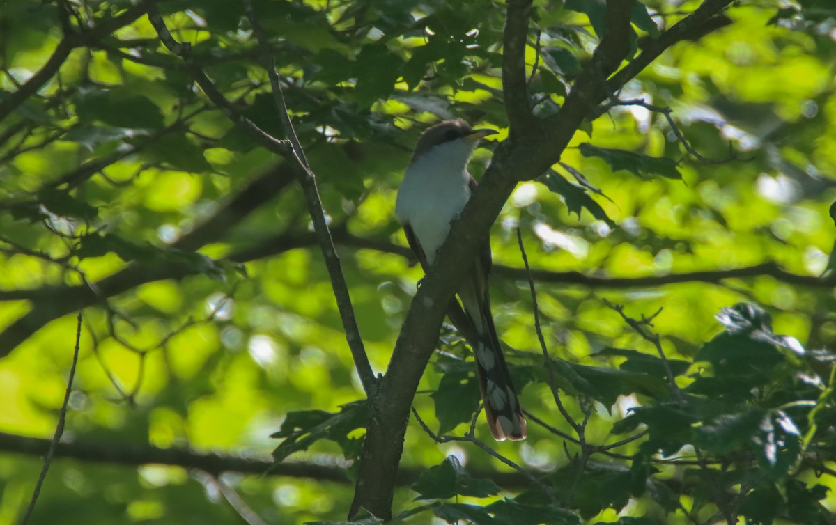 Yellow-billed Cuckoo - ML456266841