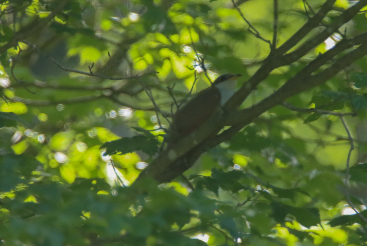 Yellow-billed Cuckoo - ML456266971