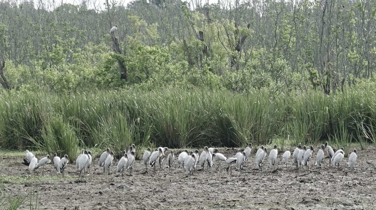 Wood Stork - Ute Welk