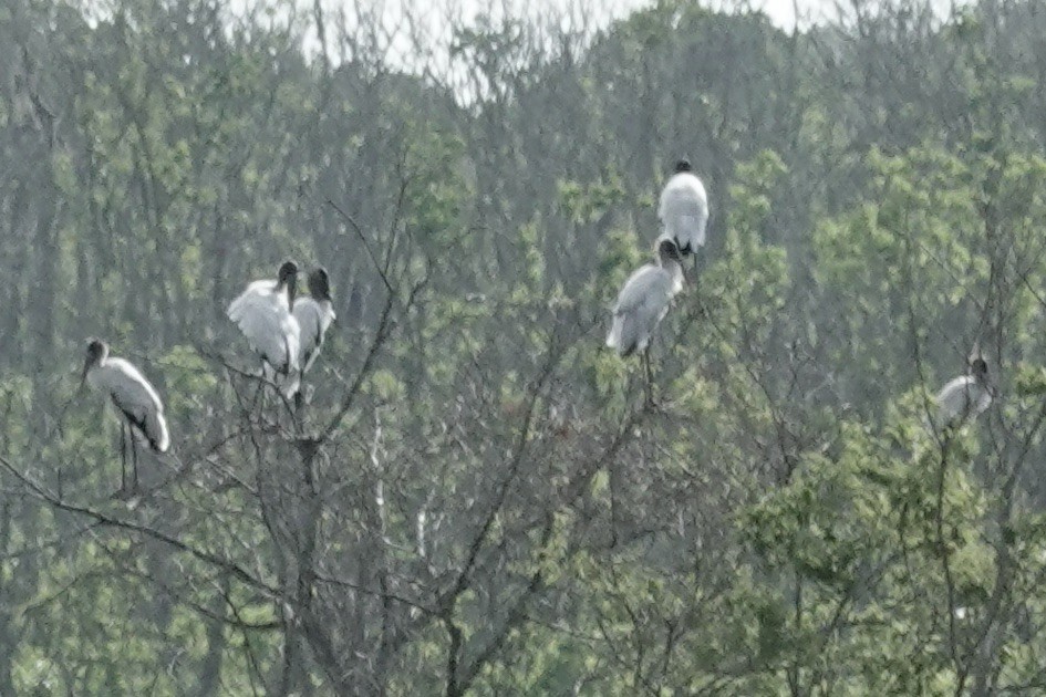 Wood Stork - Ute Welk