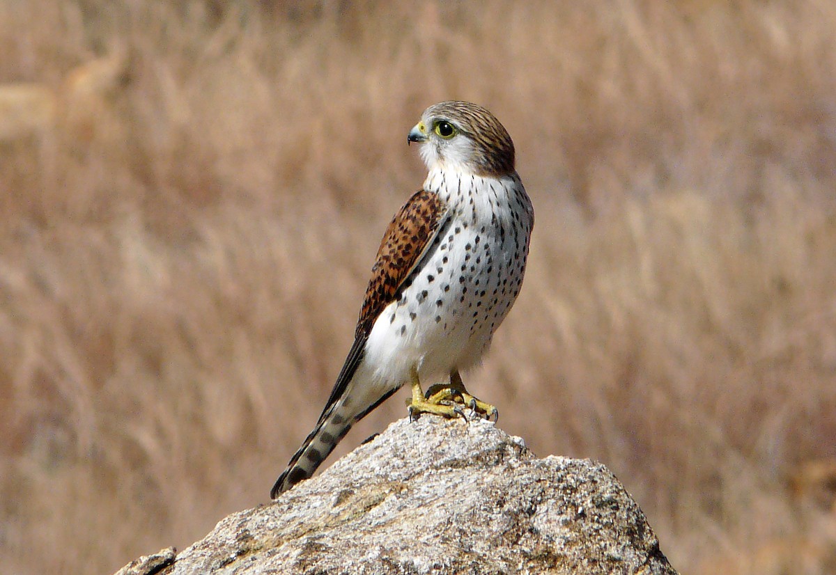 Malagasy Kestrel - Nigel Voaden