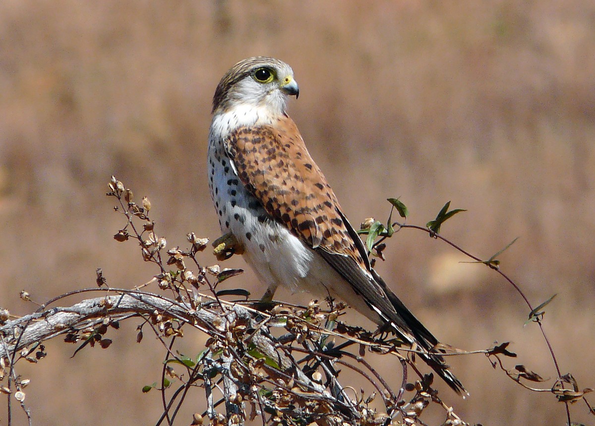 Malagasy Kestrel - ML45626851