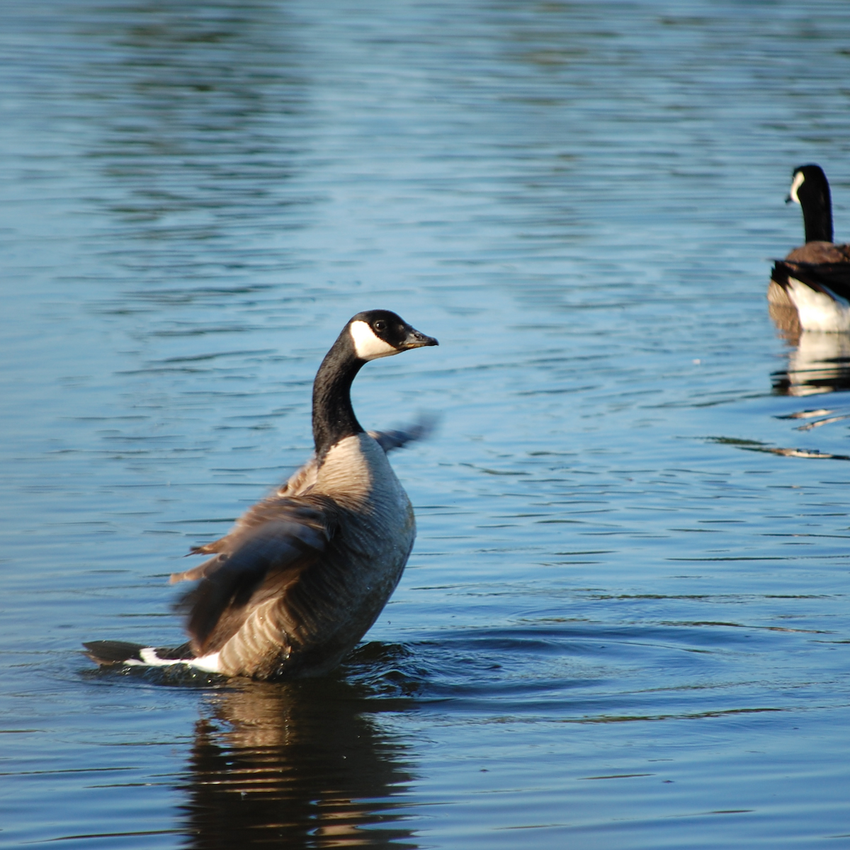 Canada Goose - Noah Saari