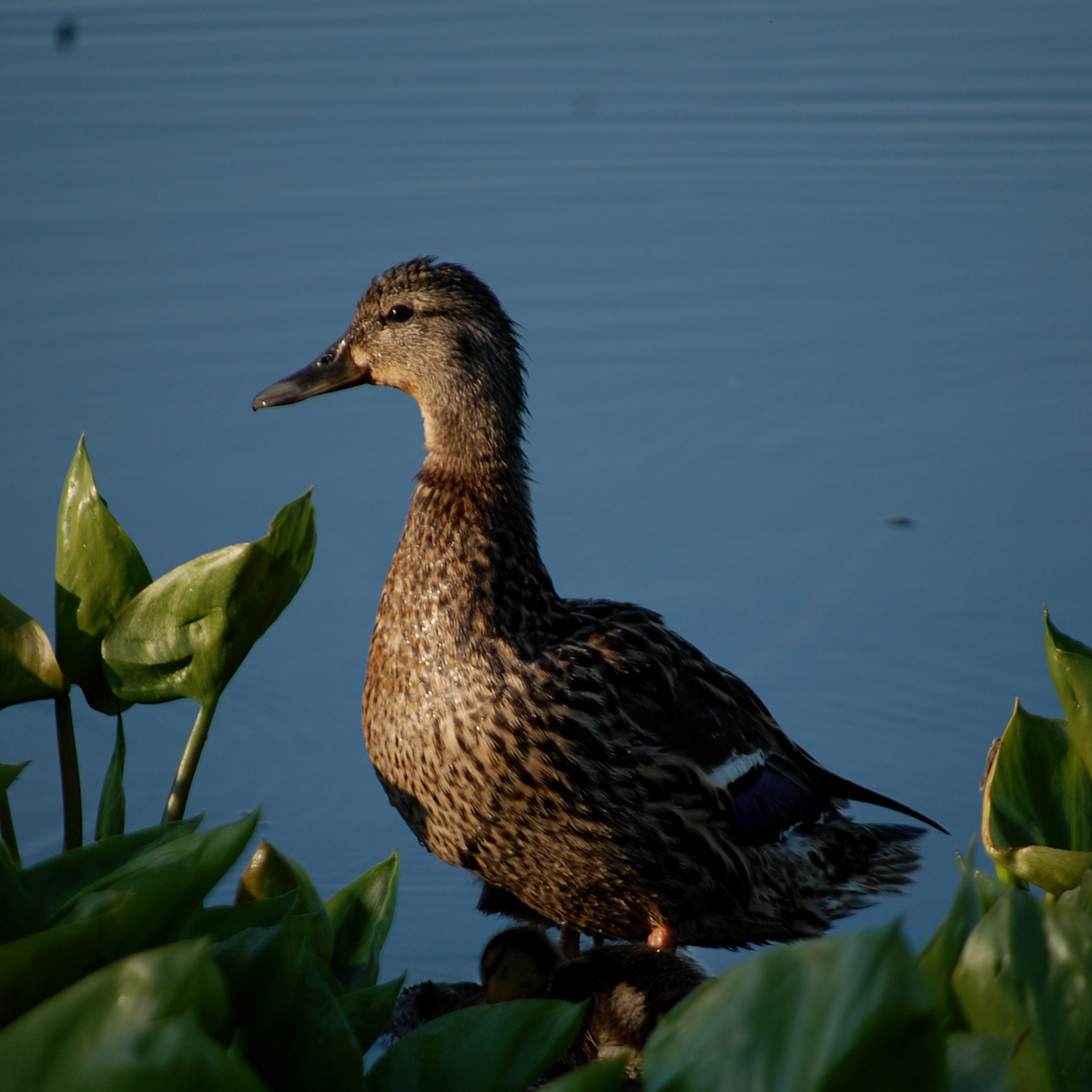 Canard colvert - ML456269101