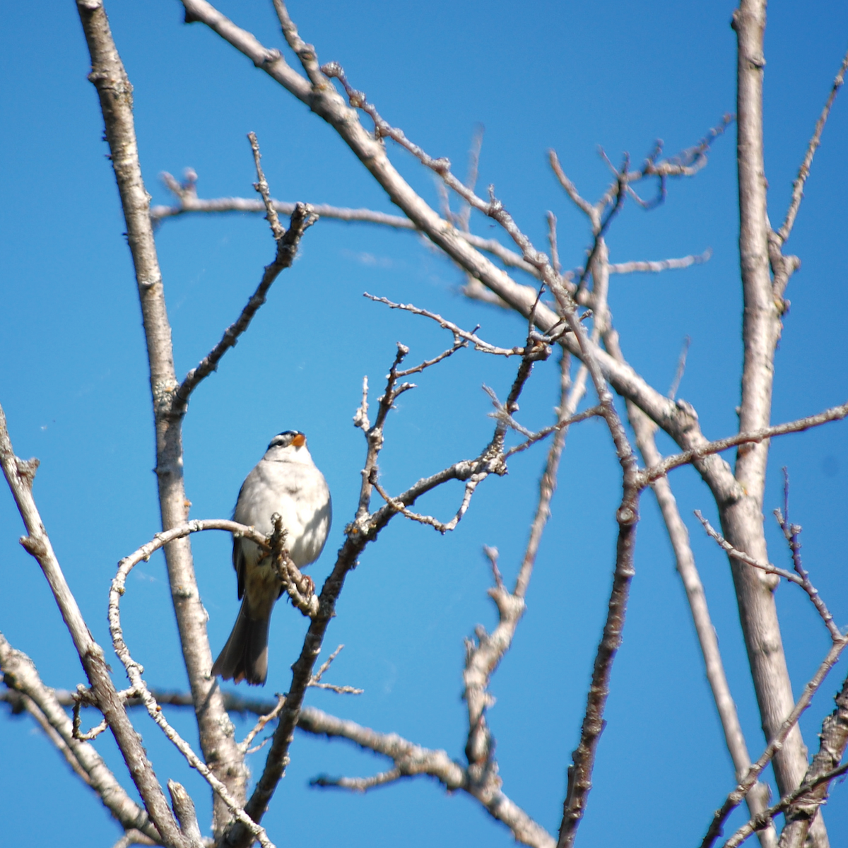 White-crowned Sparrow - Noah Saari