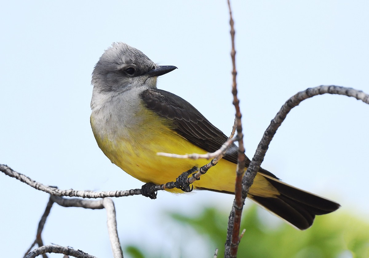 Western Kingbird - ML456269371