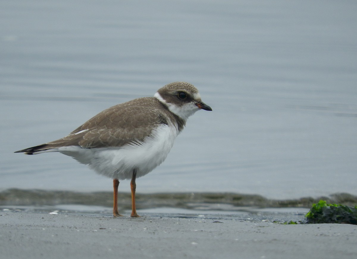 Semipalmated Plover - ML45627071