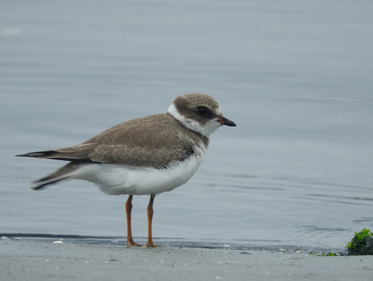 Semipalmated Plover - ML45627081