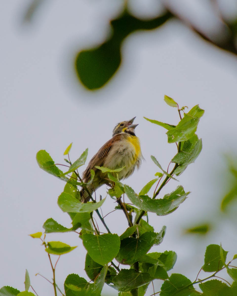 Dickcissel - ML456270921