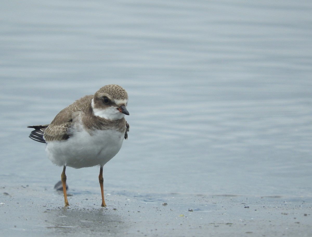 Semipalmated Plover - ML45627101