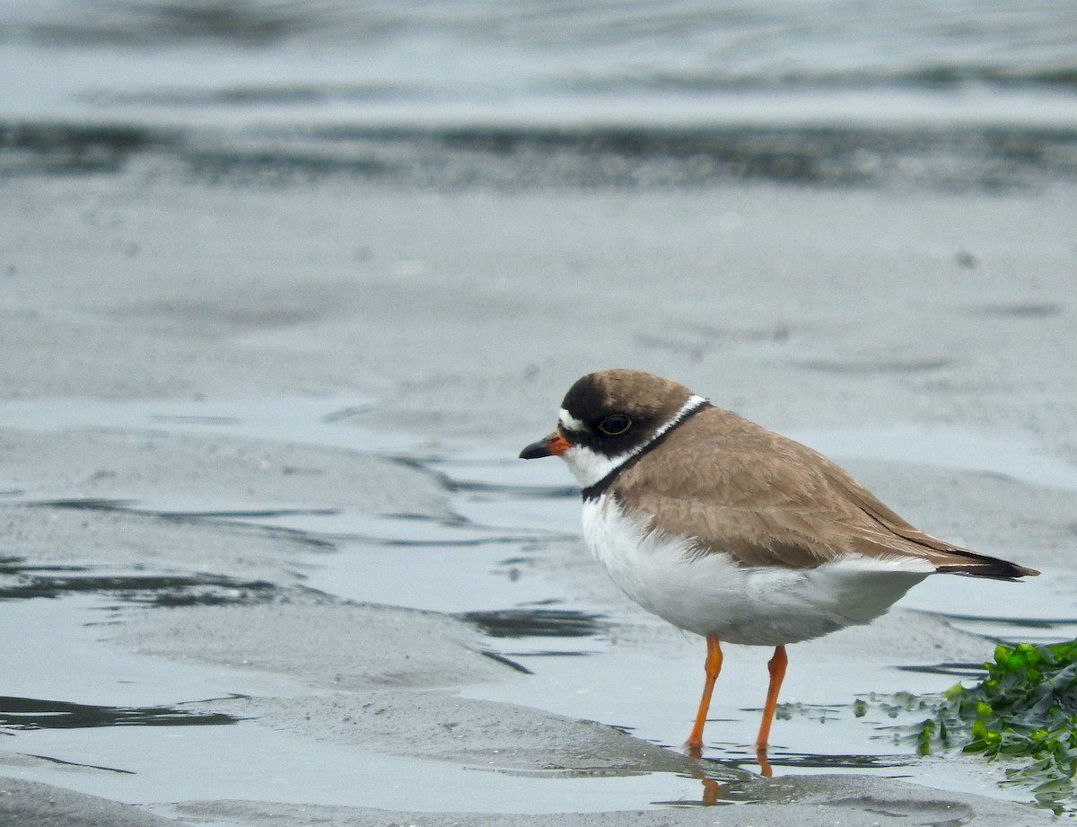 Semipalmated Plover - ML45627111