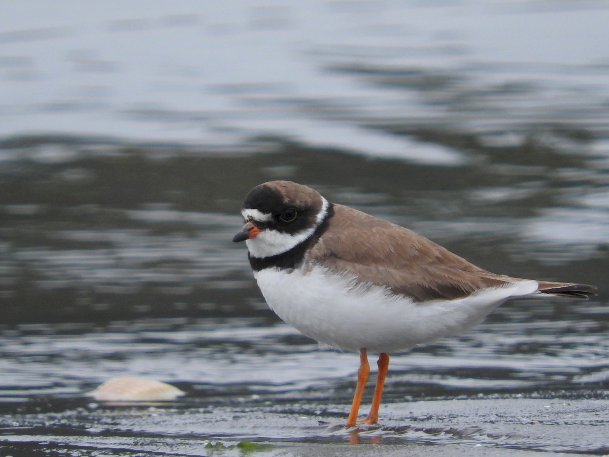 Semipalmated Plover - ML45627121