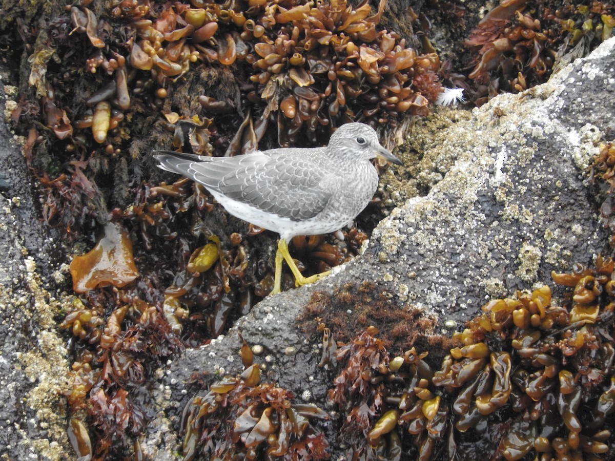 Surfbird - ML45627161