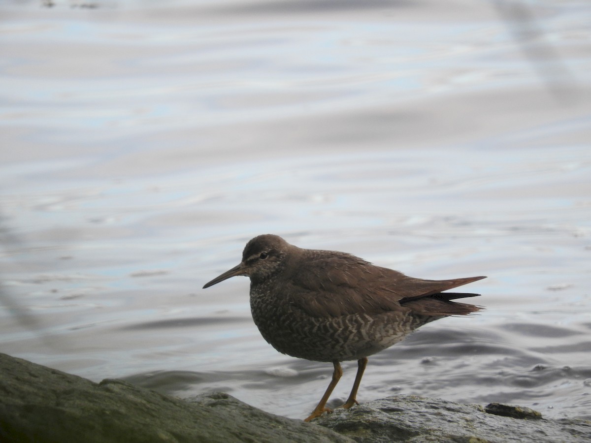 Wandering Tattler - ML45627461