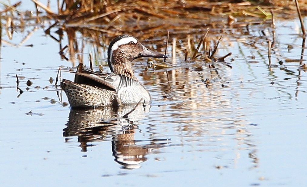Garganey - ML456276101
