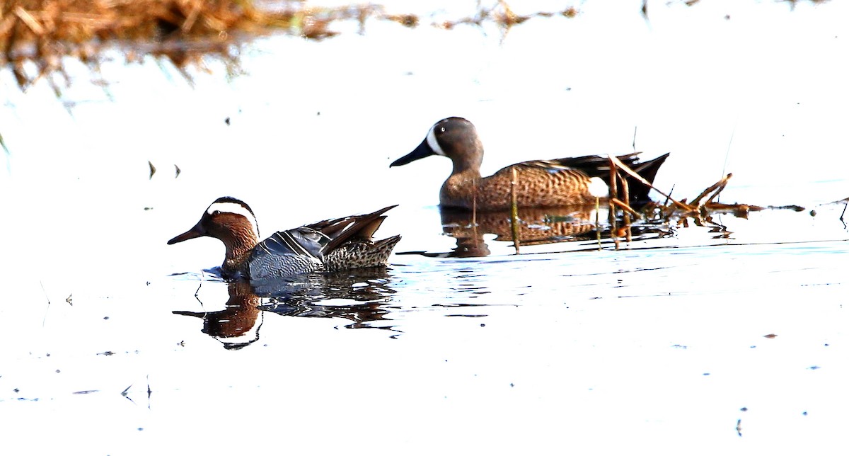 Garganey - ML456276111