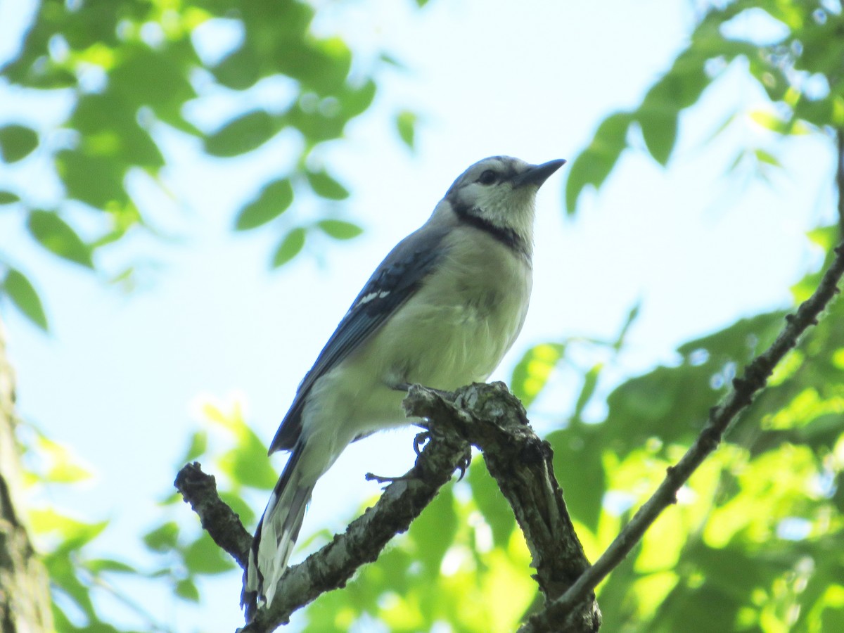 Blue Jay - ML456278491