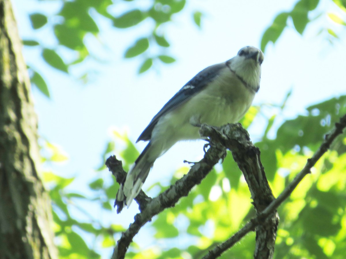 Blue Jay - ML456278501