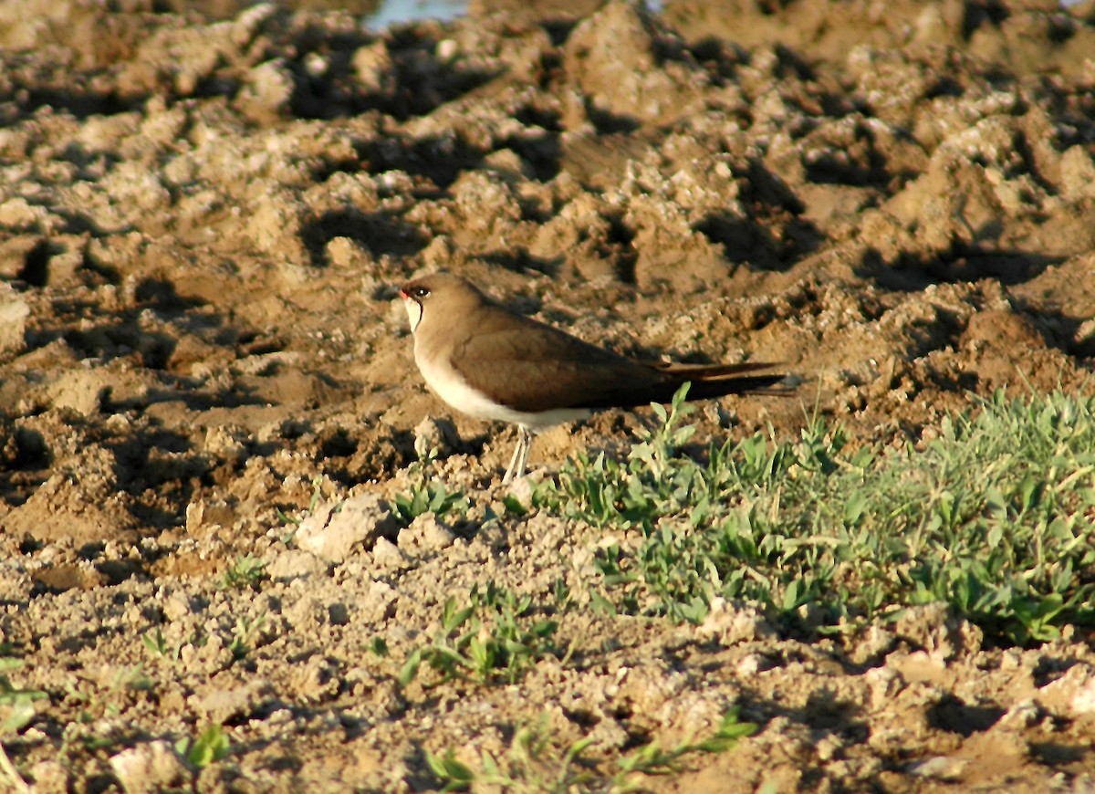 Collared Pratincole - Nigel Voaden