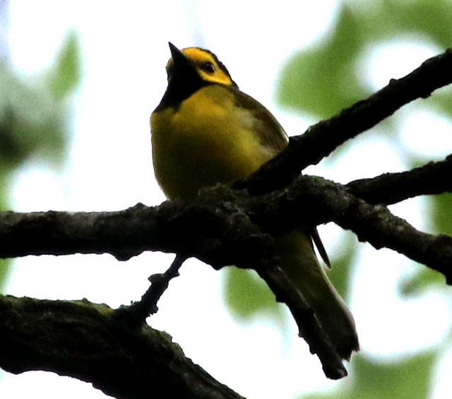 Hooded Warbler - ML456278791