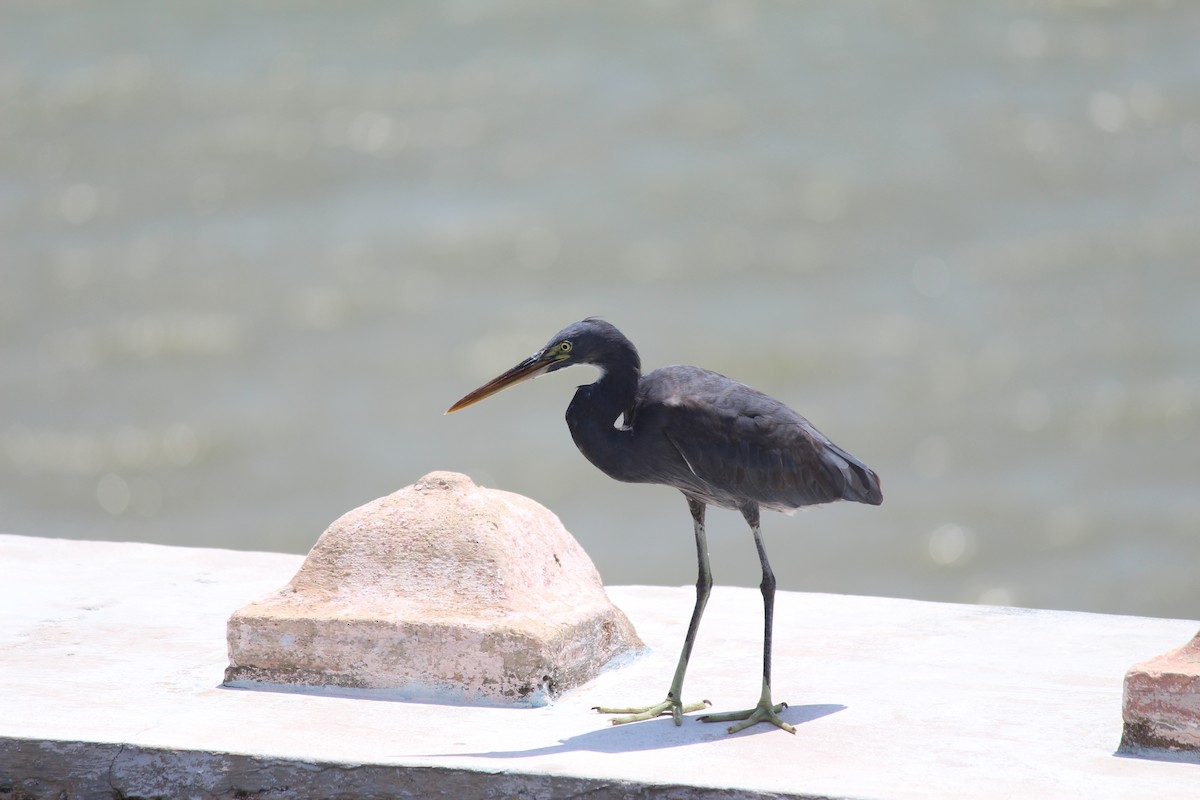 Western Reef-Heron - ML45627931