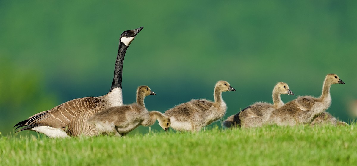 Canada Goose - ML456280561