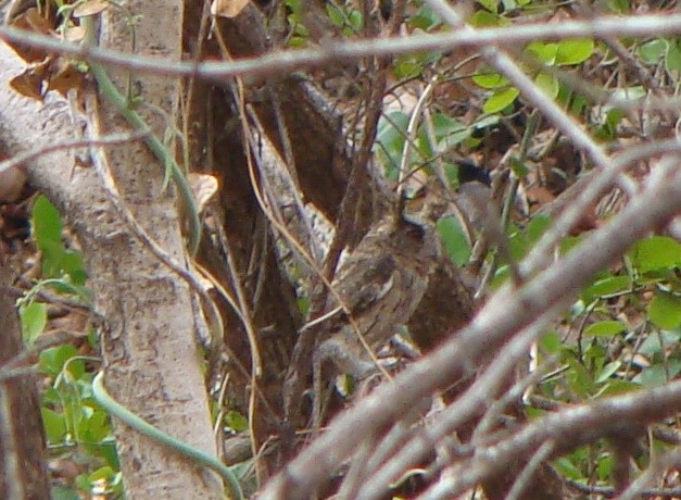 Indian Scops-Owl - ML45628141