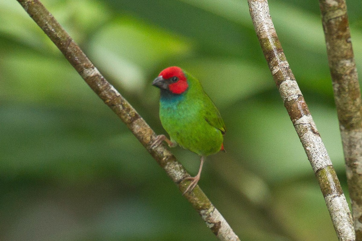 Fiji Parrotfinch - ML45628241