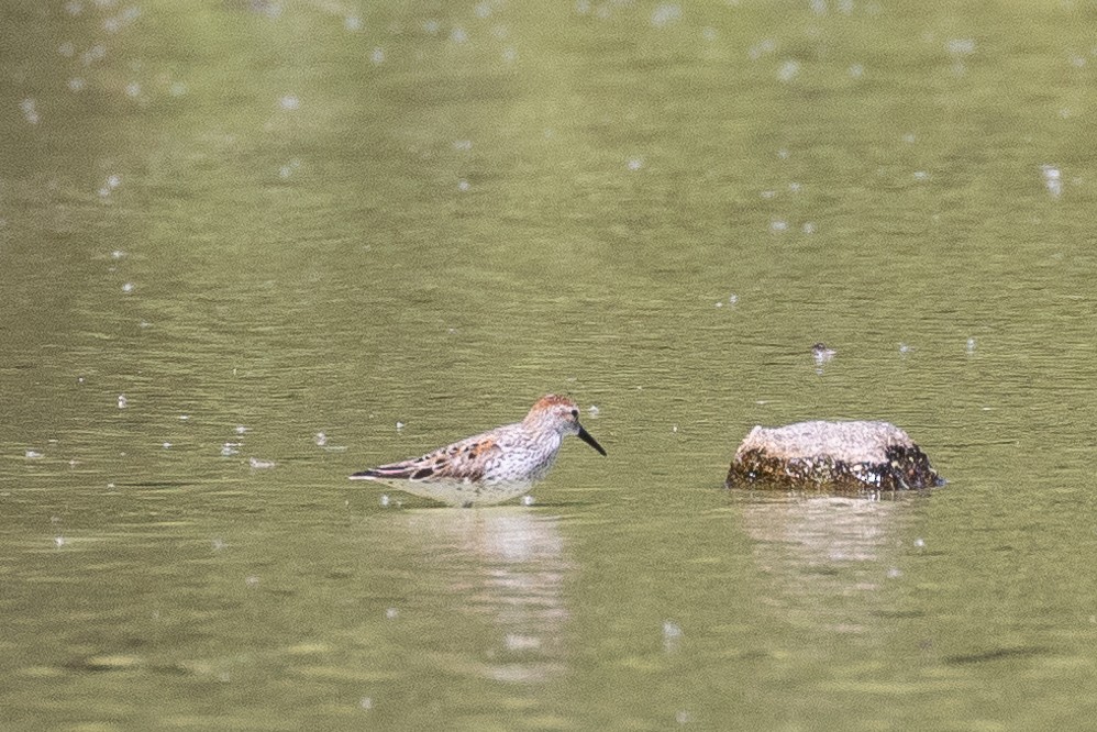 Western Sandpiper - ML456284181