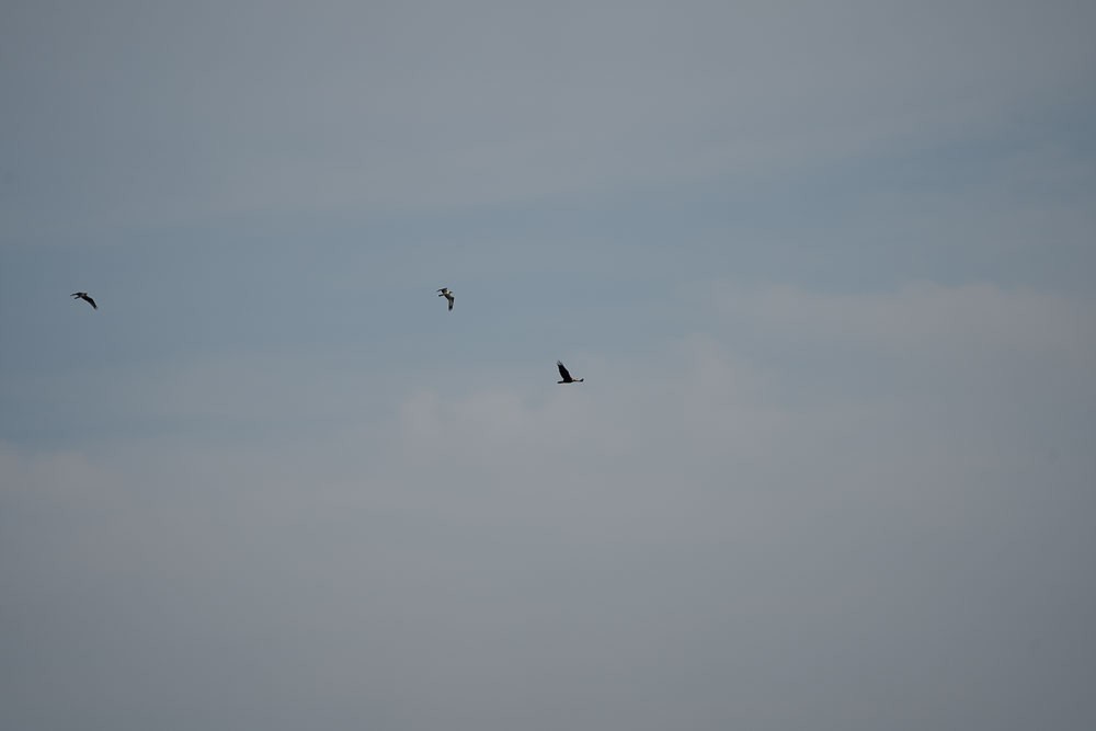 Bald Eagle - ML456284341