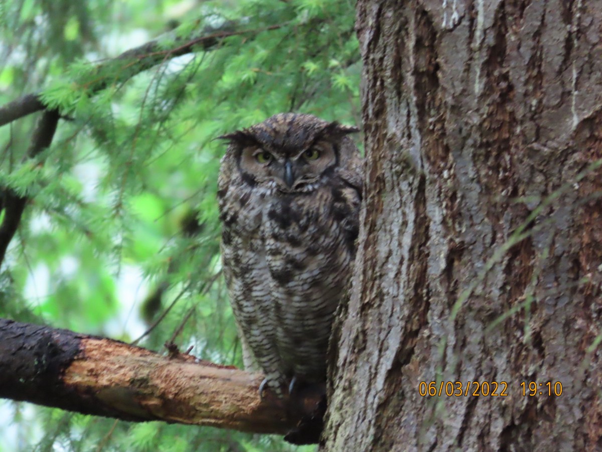 Great Horned Owl - ML456284841