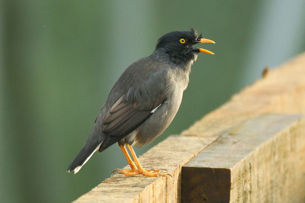 Jungle Myna - ML45628591