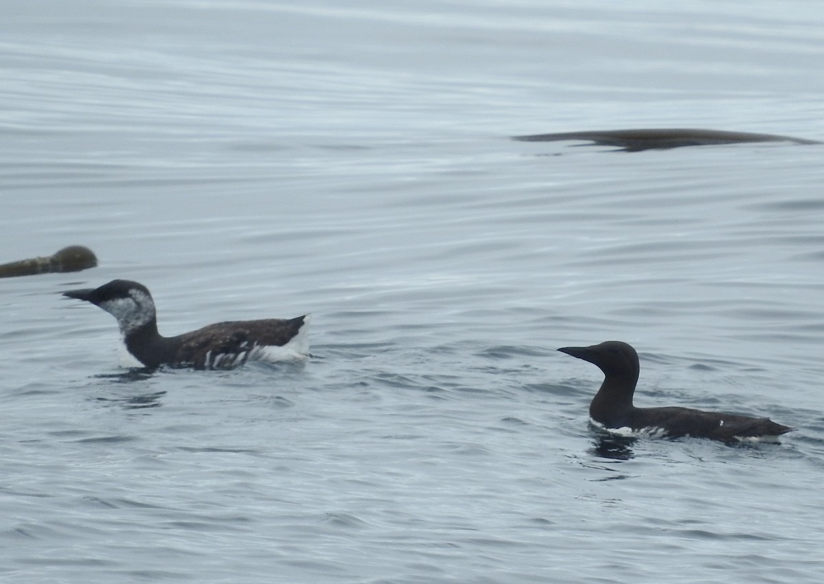 Common Murre - ML45628661