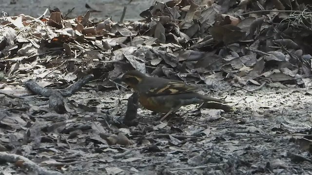 Varied Thrush - ML456287781