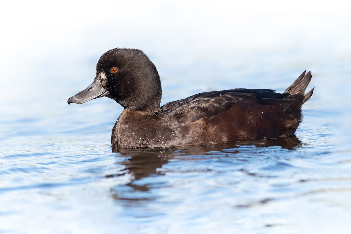 New Zealand Scaup - ML456288321