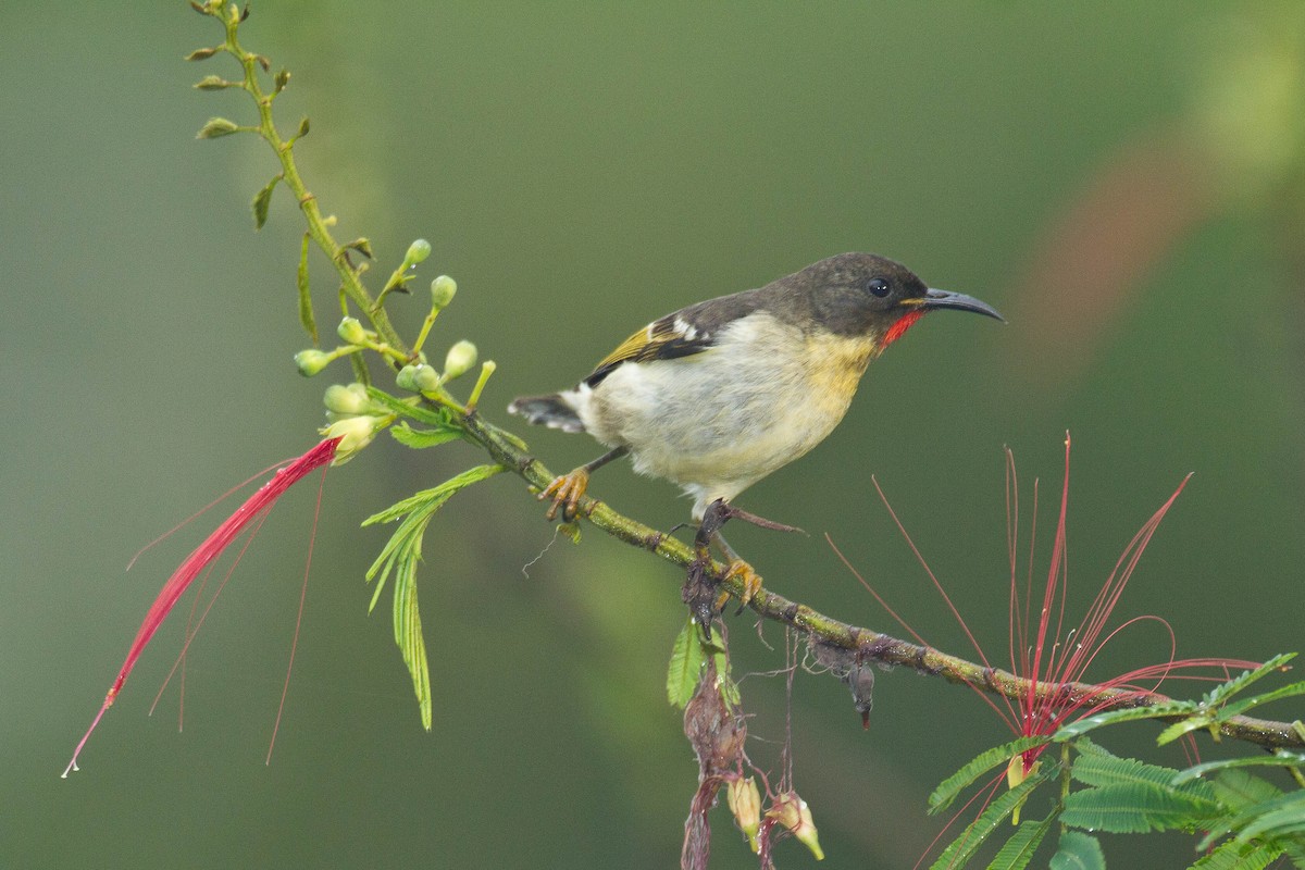 Orange-breasted Myzomela - ML45628851