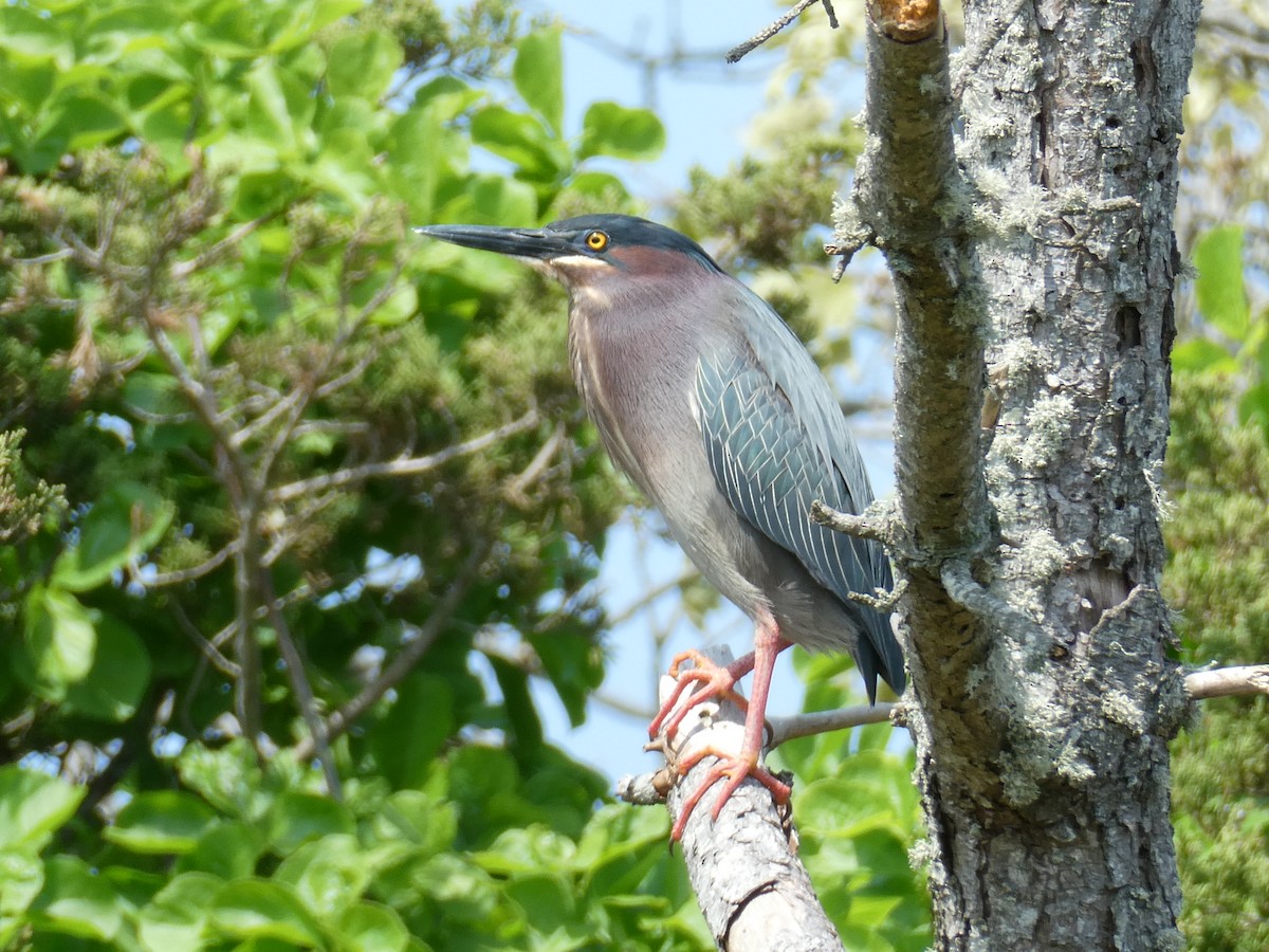 Green Heron - ML456289471