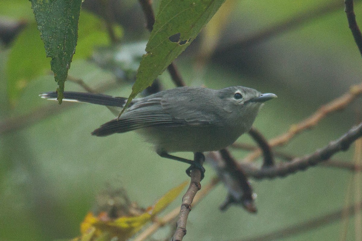 Slaty Monarch - ML45629071