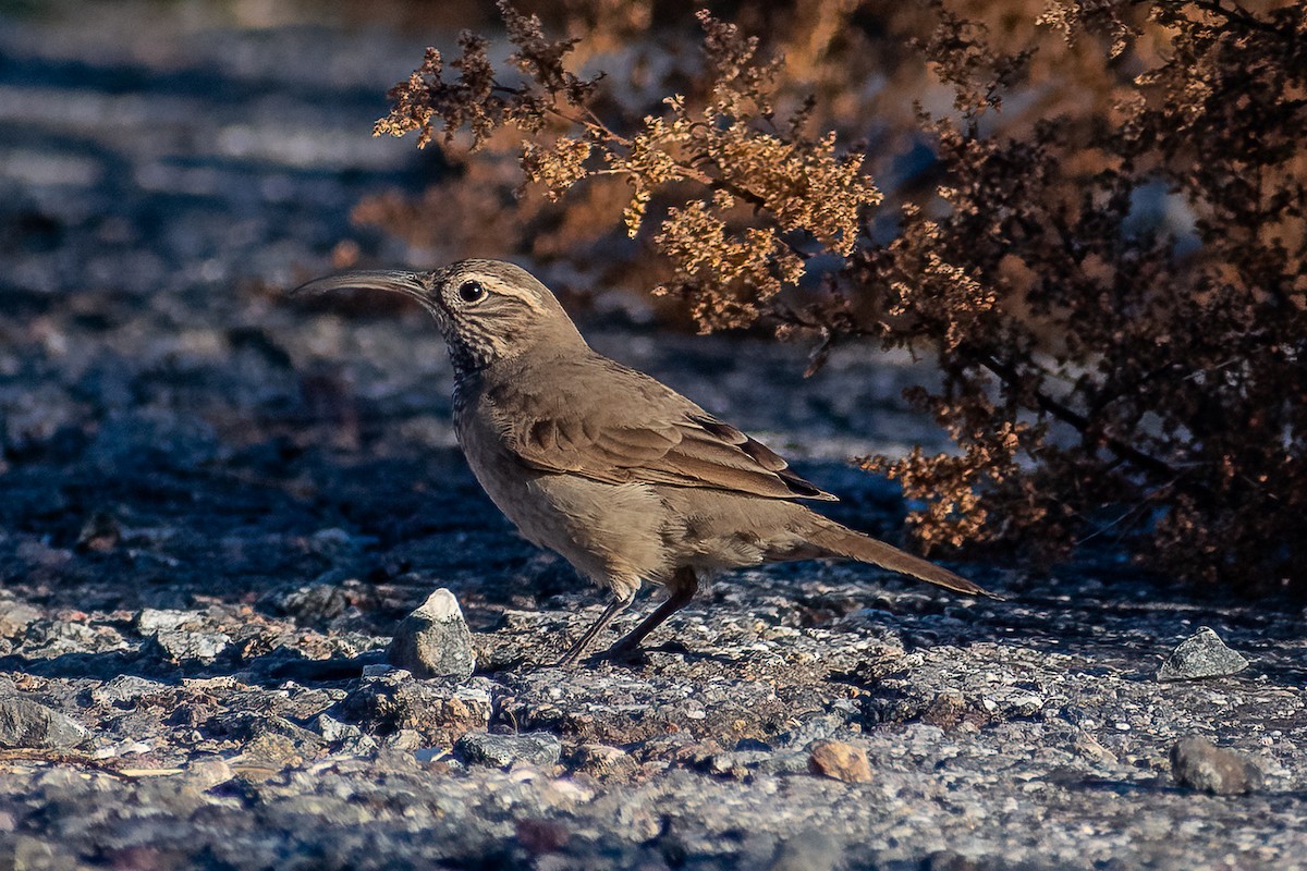 Scale-throated Earthcreeper - ML456290791