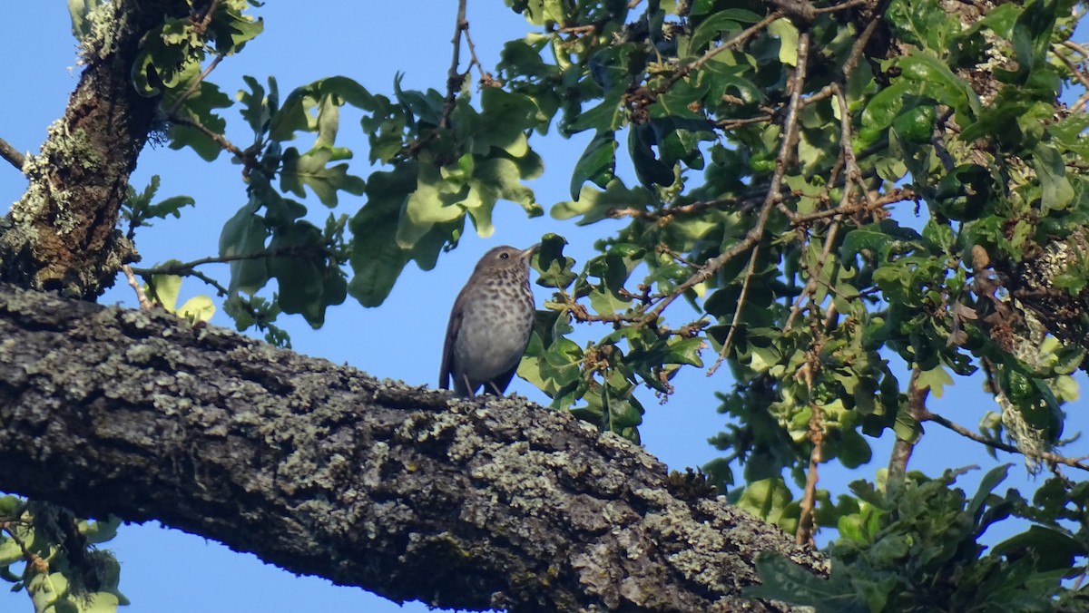 Hermit Thrush - ML456290921